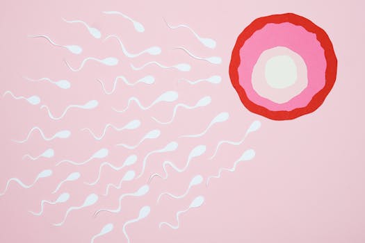 fertile window timing sex for pregnancy ovulation - What is the fertile window for pregnancy?