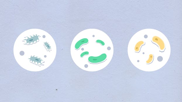 mitochondrial biogenesis explained - How mitochondrial biogenesis connects to mitochondrial dynamics and quality control