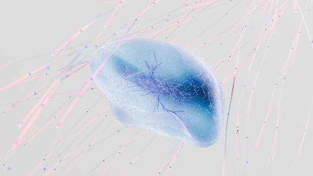 autonomic nervous system regulates immune signals CRP IL-6 TNF-alpha - What the autonomic nervous system does in the body