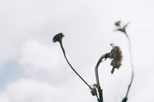 cellular senescence explained - Can lifestyle influence cellular senescence?