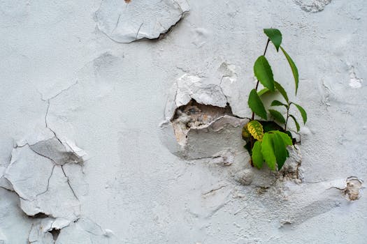 citicoline vs alpha gpc vs bacopa - Side-by-side comparison: mechanisms, onset, and cognitive emphasis