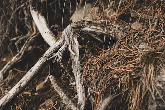 attention drift root causes systems map - Root cause cluster 5: Reward misalignment and the short-term relief loop