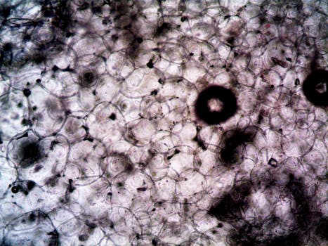 collagen production connective tissue extracellular matrix - Collagen production: the step-by-step biology