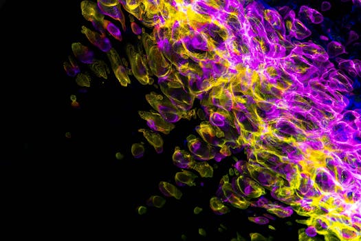 autophagy triggers mTOR AMPK ULK1 - Measuring autophagy: why biomarkers can be tricky